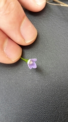 Wahlenbergia violacea