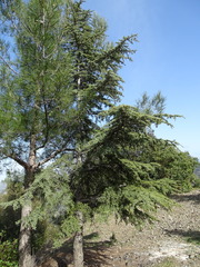 Cedrus brevifolia