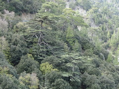 Cedrus brevifolia