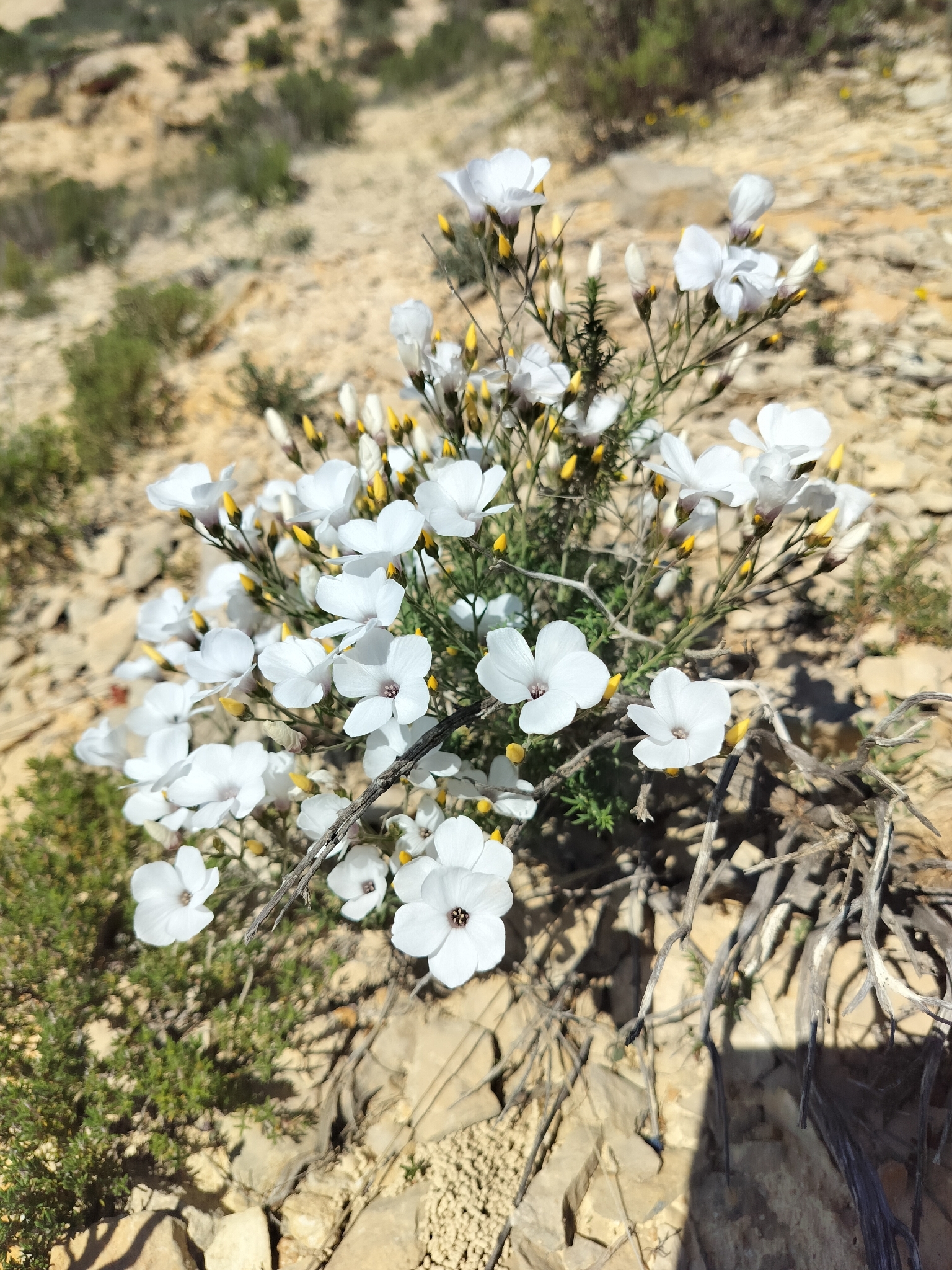 White flax