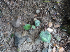 Cyclamen cyprium