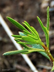 Brachyscome ptychocarpa