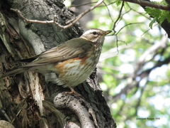 Turdus iliacus