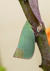 Siphanta acuta