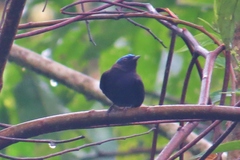 Lepidothrix coronata