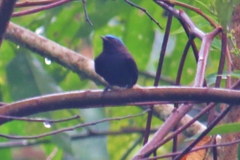 Lepidothrix coronata