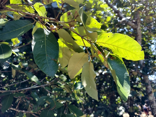 Heritiera littoralis iNat (2)