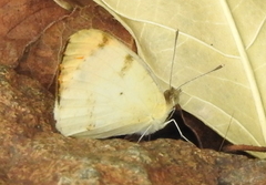 Colotis aurora