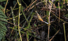 Phaethornis syrmatophorus