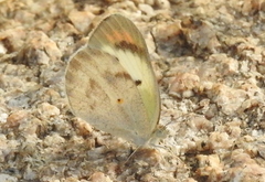 Colotis etrida