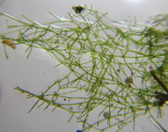 Pithophora roettleri