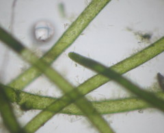 Pithophora roettleri