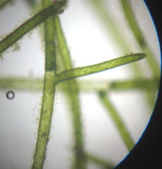 Pithophora roettleri