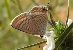 Leucas