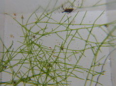 Pithophora roettleri