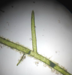 Pithophora roettleri