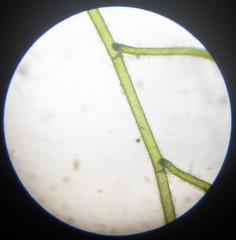 Pithophora roettleri