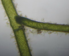 Pithophora roettleri