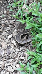 Oligosoma kokowai
