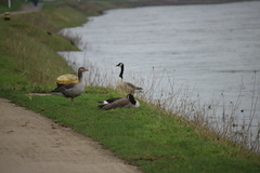 Branta canadensis