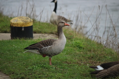 Anser anser