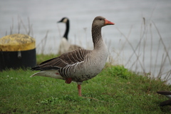 Anser anser
