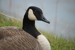 Branta canadensis