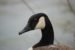 Branta canadensis