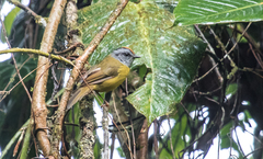 Myiothlypis coronata