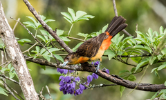 Ramphocelus flammigerus flammigerus