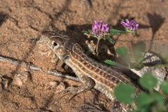 Acanthodactylus boskianus asper