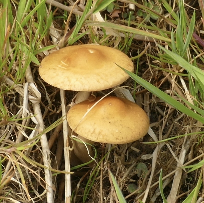 Agrocybe praecox · April 2026 · photo: © jeanpaulboerekamps (iNaturalist, cc0)