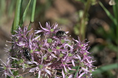 Oxythyrea noemi