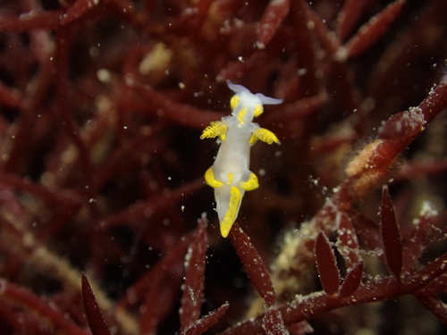 Trapania maculata