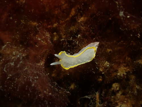 Diaphorodoris alba