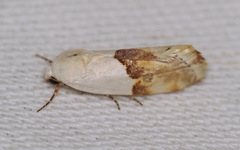 Ponometia elegantula