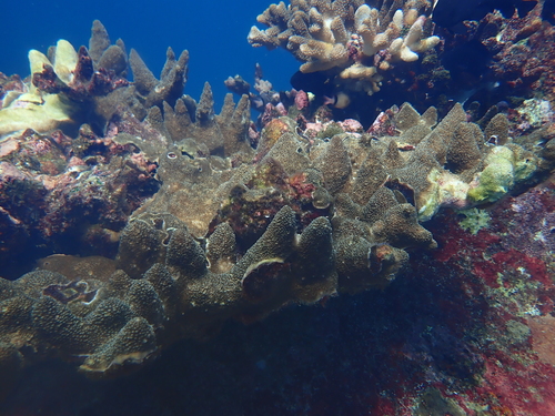 Acropora palmerae observed 2026-04-05