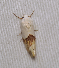 Ponometia elegantula