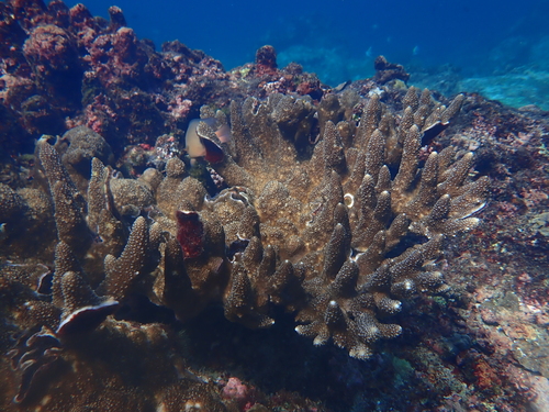 Acropora palmerae observed 2026-04-05