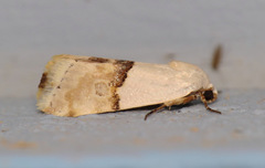 Ponometia elegantula