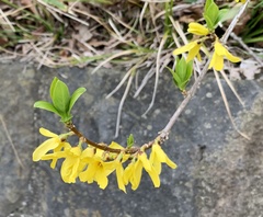 Forsythia suspensa