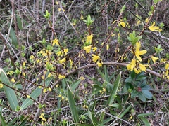 Forsythia suspensa
