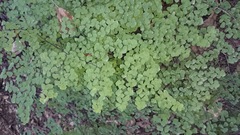 Adiantum tricholepis