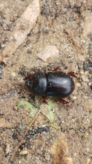Temnorhynchus baal