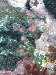 Ectopleura marina