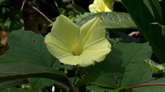 Camonea vitifolia