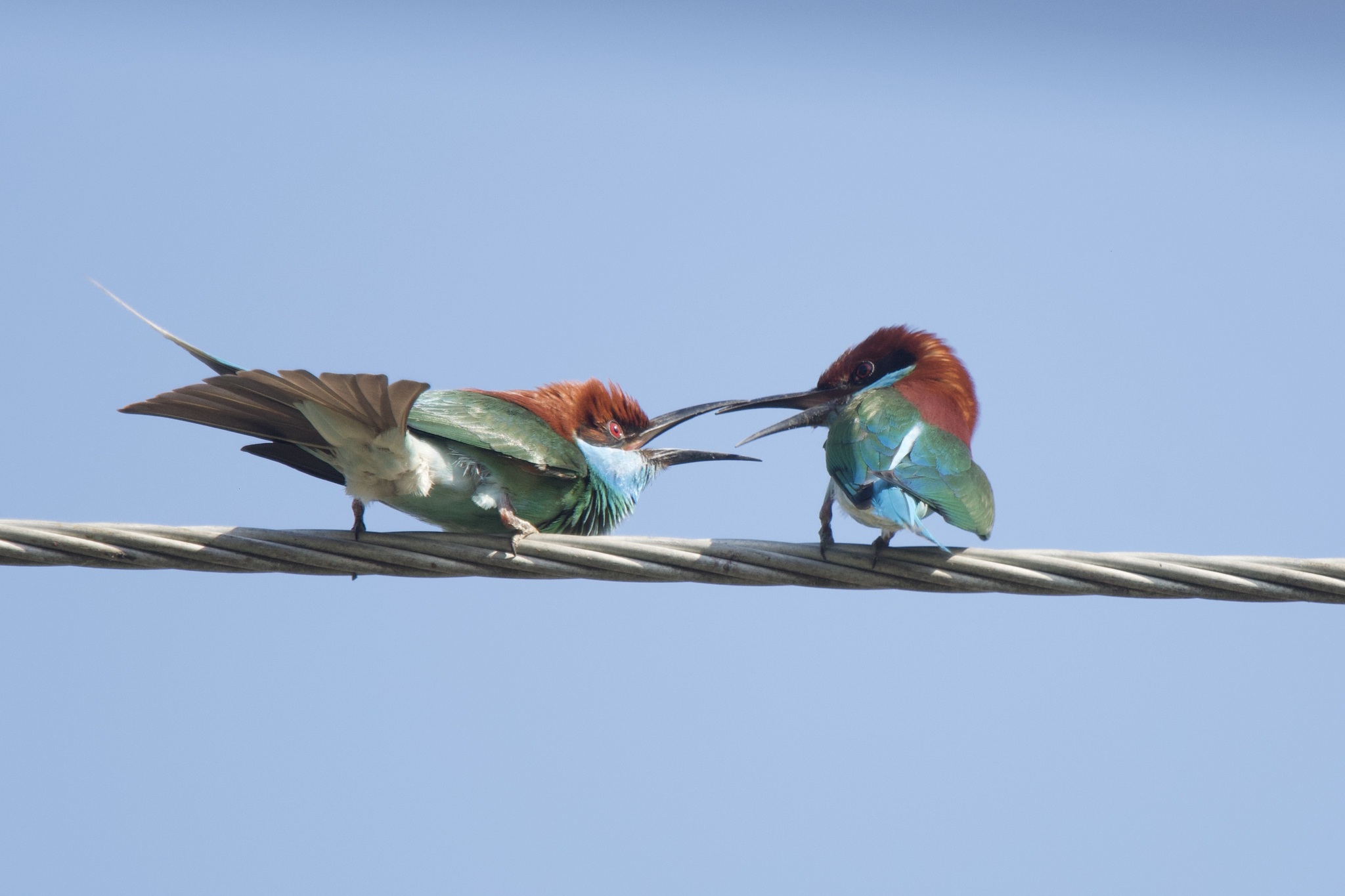Blue-throated Bee-eater (Merops viridis)