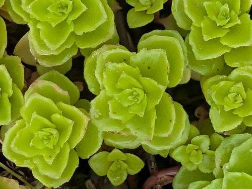 Phedimus stellatus, photograph 2