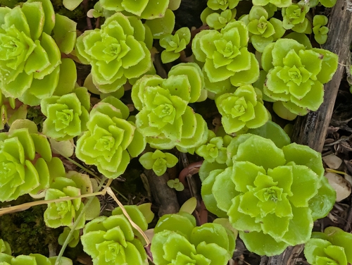 Phedimus stellatus, photograph 3