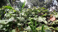Camonea vitifolia